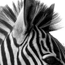 Close up of side of zebra's head