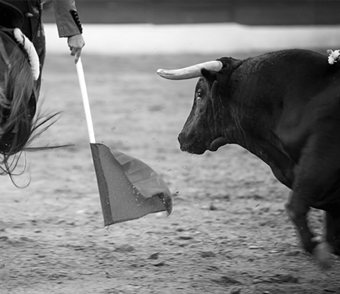 Black and white image of a matador with bull